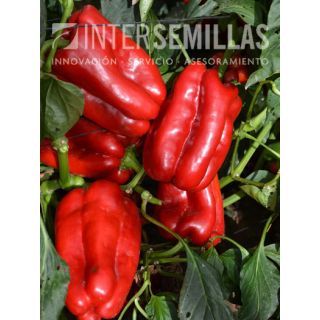 Compra PIMIENTO GALEON F1 (1000 Semillas). en la tienda online Fito Agrícola
