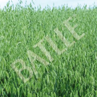 Compra AVENA SÁTIVA RAPIDENA R1 (20 Kgr.). en la tienda online Fito Agrícola