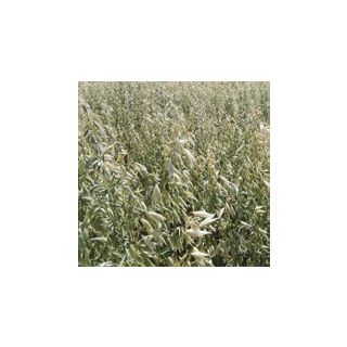 Compra AVENA SÁTIVA M-77 R1 Sin Tratar (20 Kgr.). en la tienda online Fito Agrícola