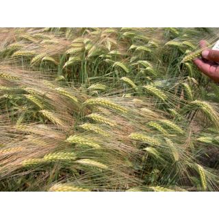 Compra CEBADA DOBLONA R1 (25 Kgr.) en la tienda online Fito Agrícola