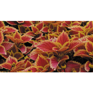 Compra COLEOS SUNFIGHTER TRUSTY RUSTY (126 Plantas). en la tienda online Fito Agrícola