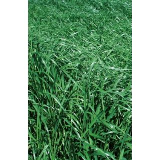 Compra RAY GRASS ITALIANO VERTIBELLO R1 (20 Kgr.). en la tienda online Fito Agrícola
