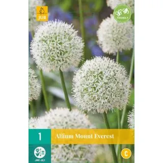 Compra ALLIUM MOUNT EVEREST en la tienda online Fito Agrícola
