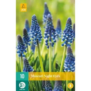 Compra MUSCARI NIGHT EYES en la tienda online Fito Agrícola