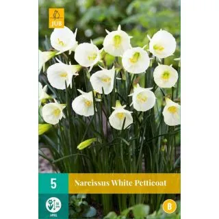 Compra NARCISOS WHITE PETTICOAT en la tienda online Fito Agrícola