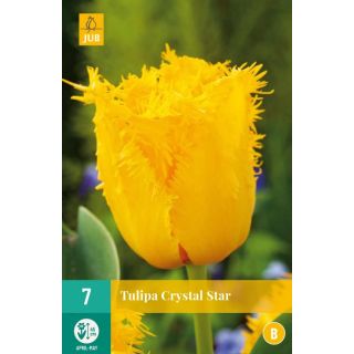 Compra TULIPÁN CRYSTAL STAR en la tienda online Fito Agrícola