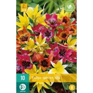 Compra TULIPÁN SPECIES MIX en la tienda online Fito Agrícola