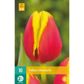 Compra TULIPÁN DENMARK (100 Unid.) en la tienda online Fito Agrícola