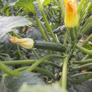 Compra CALABACÍN CALABONITA RZ F1 Precisión (1.000 Semillas). en la tienda online Fito Agrícola