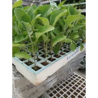Compra BERENJENA KESIA F1 Injertada EPS104 en la tienda online Fito Agrícola