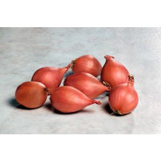 Compra CHALOTA CONSERVOR F1 ECOLÓGICA Precisión (10.000 Semillas) en la tienda online Fito Agrícola