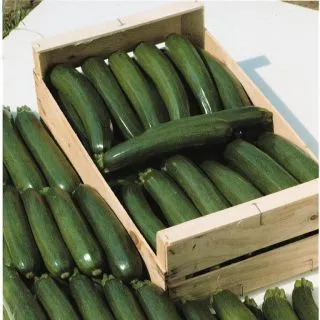 Compra CALABACÍN TEMPRA F1 BIO (1.000 Semillas) en la tienda online Fito Agrícola