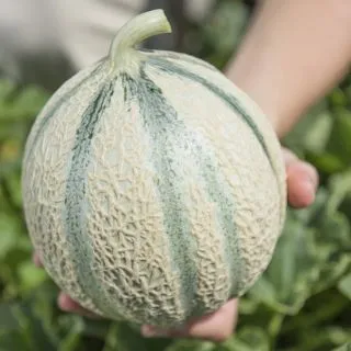 Compra MELÓN TONGA F1 BIO (1000 Semillas). en la tienda online Fito Agrícola