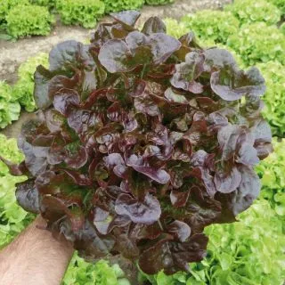 Compra LECHUGA BELGARDE Pildorada (5.000 Semillas) en la tienda online Fito Agrícola