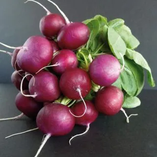 Compra RABANITO BACCHUS Cal. 2,5-2,75 (50.000 Semillas) en la tienda online Fito Agrícola