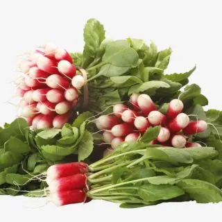 Compra RABANITO DIABLUS Cal. 2,25-2,75 (50.000 Semillas) en la tienda online Fito Agrícola
