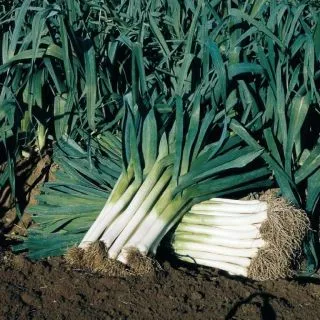 Compra PUERRO MAXIM (100 gr.). en la tienda online Fito Agrícola
