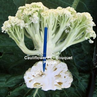 Compra COLIFLOR BOUQUET F1 (1000 Semillas) en la tienda online Fito Agrícola