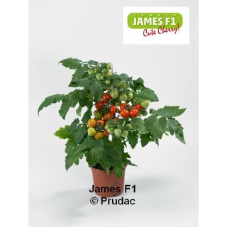 Compra TOMATE JAMES F1 (1000 Semillas) en la tienda online Fito Agrícola