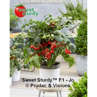 Compra TOMATE JO F1 (1000 Semillas) en la tienda online Fito Agrícola