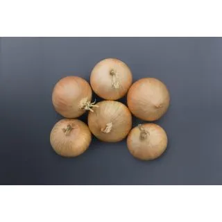 Compra CEBOLLA BRIDGER F1 Precisión (250.000 semillas) en la tienda online Fito Agrícola