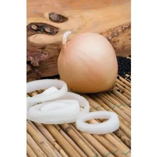 Compra CEBOLLA MUSICA Precisión (250.000 Semillas) en la tienda online Fito Agrícola