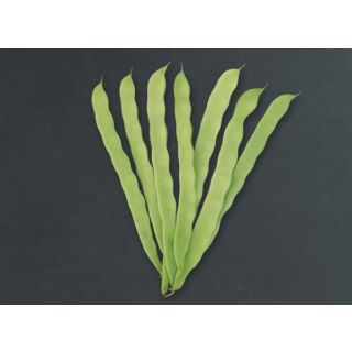 Compra JUDIA JOLANDA - NCC (1.000 Semillas) en la tienda online Fito Agrícola