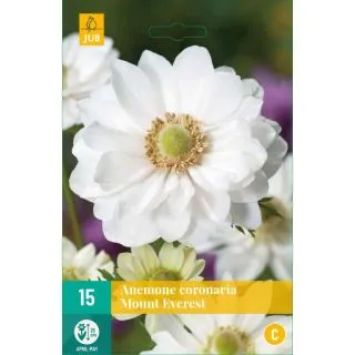 Compra ANÉMONA MOUNT EVEREST en la tienda online Fito Agrícola