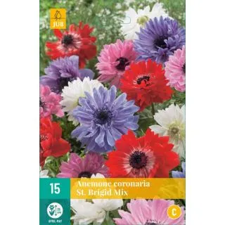 Compra ANÉMONA ST. BRÍGIDA en la tienda online Fito Agrícola