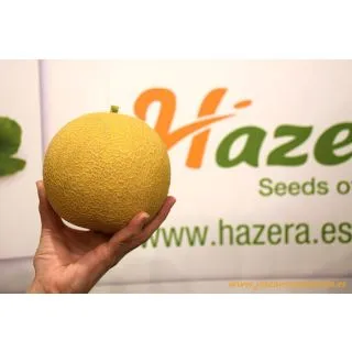 Compra MELÓN SABROSÓN F1 (1.000 Semillas) en la tienda online Fito Agrícola