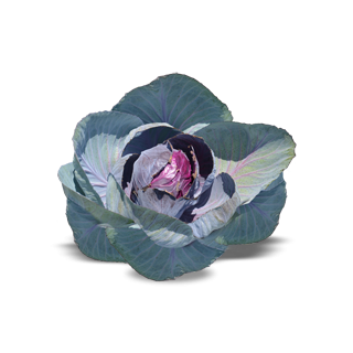 Compra COL LOMBARDA ROMANOV F1 Calibrada (2.500 Semillas) en la tienda online Fito Agrícola