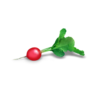 Compra RABANITO CHARITO F1 Cal. 3.0 - 3.2 (100.000 Semillas) en la tienda online Fito Agrícola