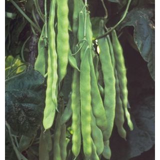 Compra JUDÍA MÚSICA (1000 Semillas) en la tienda online Fito Agrícola