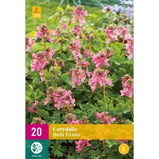 Compra CORYDALIS BETH EVANS XXL en la tienda online Fito Agrícola