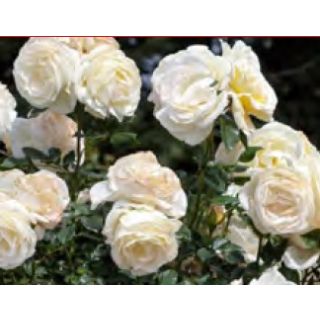 Compra ROSAL CAMILLE CLAUDEL ® - Meiroguste en la tienda online Fito Agrícola