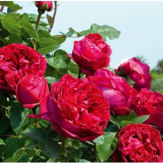 Compra ROSAL ROUGE PIERRE DE RONSARD ® - Meidrason (Trepador) en la tienda online Fito Agrícola