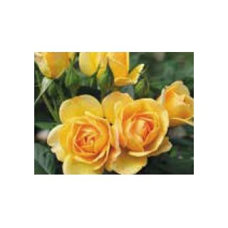 Compra ROSAL GOLDEN PAREO - Meipiyou (Trepador) en la tienda online Fito Agrícola