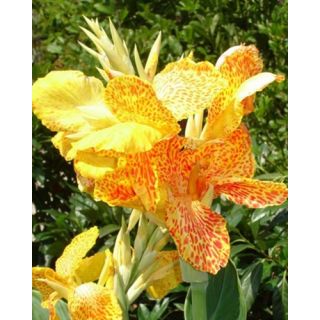 Compra CANNA PICASSO (25 Unid.). en la tienda online Fito Agrícola