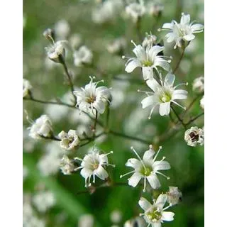 Compra GYPSOPHILA PANICULATA (25 Unid.). en la tienda online Fito Agrícola