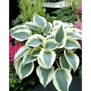 Compra HOSTA BLUE IVORY (25 Unid.). en la tienda online Fito Agrícola