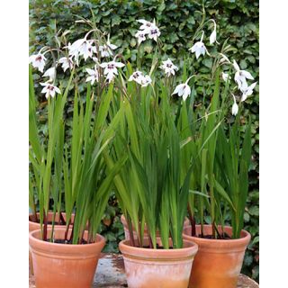 Compra GLADIOLO CALLIANTHUS (100 Unid.). en la tienda online Fito Agrícola