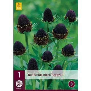 Compra RUDBECKIA BLACK BEAUTY en la tienda online Fito Agrícola