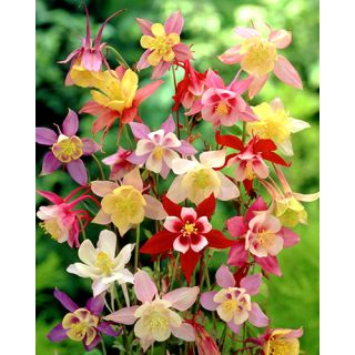 Compra AQUILEGIA MIX (25 Unid.). en la tienda online Fito Agrícola