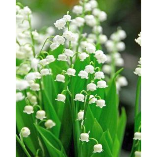 Compra CONVALLARIA MAJALIS (25 Unid.). en la tienda online Fito Agrícola