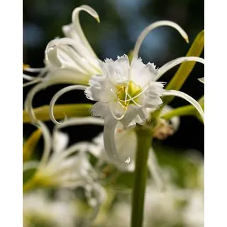 Compra HYMENOCALLIS FESTALIS (25 Unid.). en la tienda online Fito Agrícola