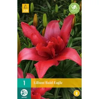 Compra LILIUM BALD EAGLE en la tienda online Fito Agrícola