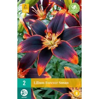 Compra LILIUM FOREVER SUSAN en la tienda online Fito Agrícola