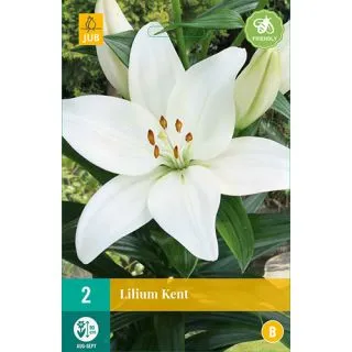 Compra LILIUM KENT en la tienda online Fito Agrícola
