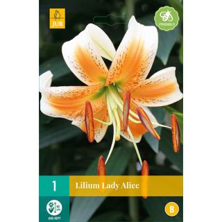 Compra LILIUM LADY ALICE en la tienda online Fito Agrícola