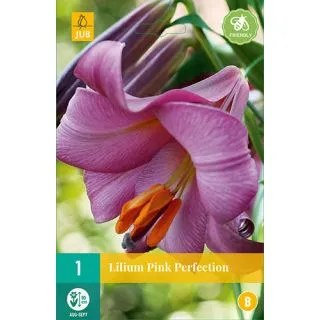 Compra LILIUM PINK PERFECTION en la tienda online Fito Agrícola